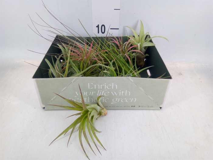 <h4>Tillandsia</h4>