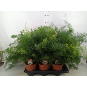 Asparagus dens. 'Sprengeri'