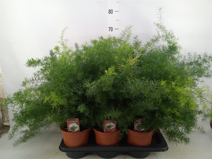 <h4>Asparagus dens. 'Sprengeri'</h4>