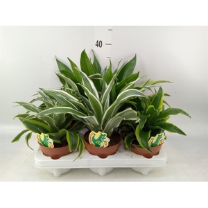 Dracaena   ...mix