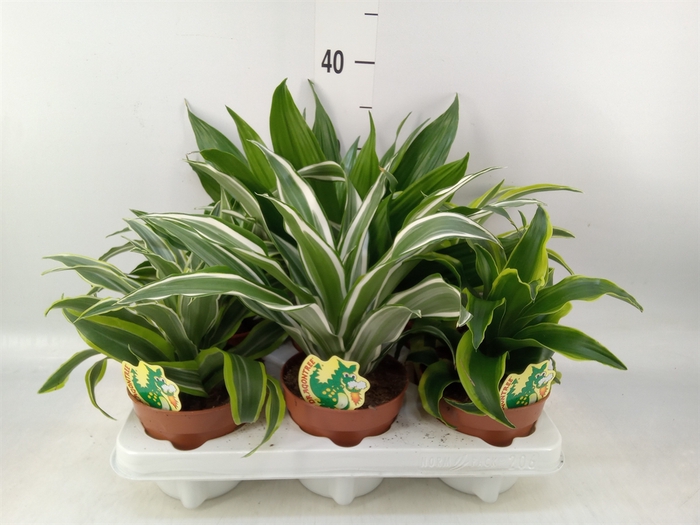 <h4>Dracaena   ...mix</h4>