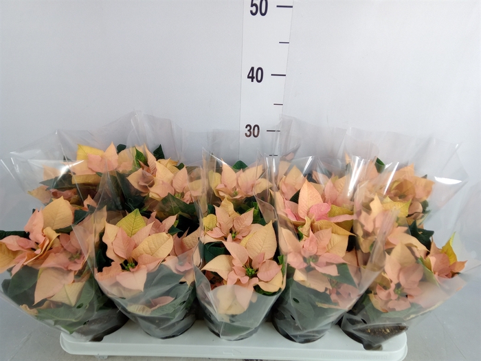 <h4>Euphorbia pulc. 'Autumn Leaves'</h4>