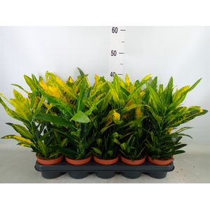 Codiaeum var. KL 'Sunny Star'