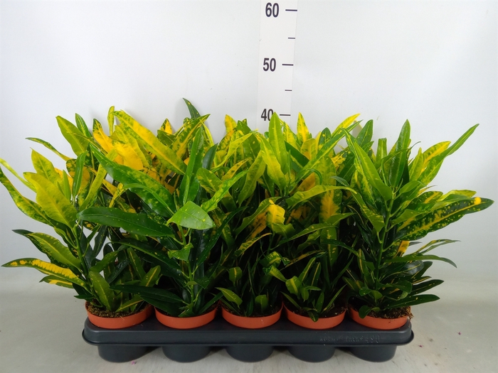 <h4>Codiaeum var. KL 'Sunny Star'</h4>