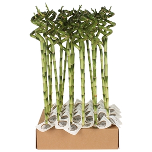 Lucky Bamboo Stem Spiral 50cm in Tube & Karton Tray