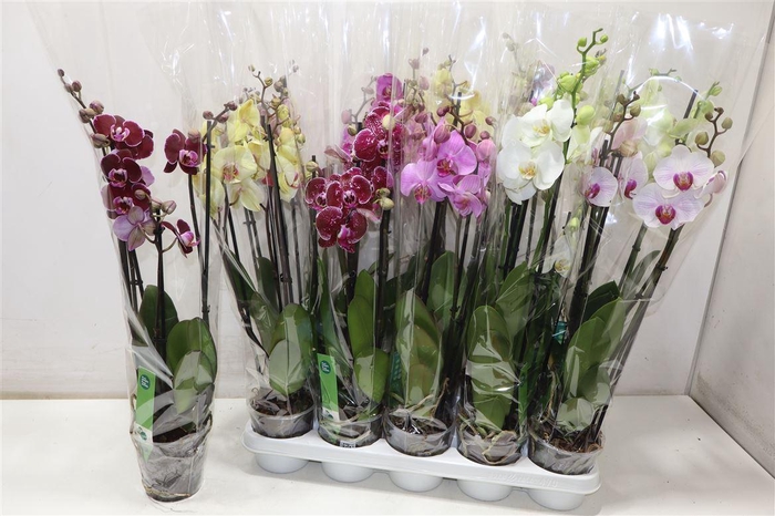 <h4>arr8 Phal Gem 6 Kl</h4>