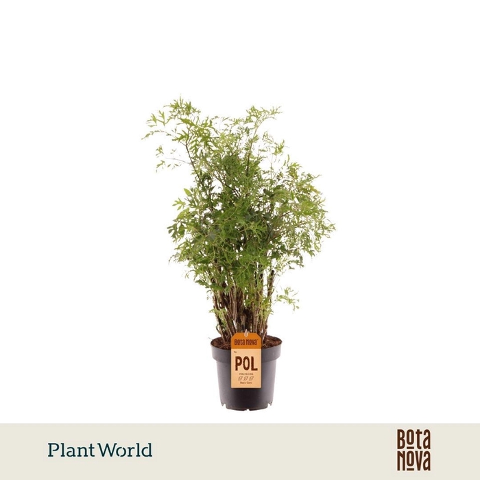 <h4>Polyscias fruticosa</h4>