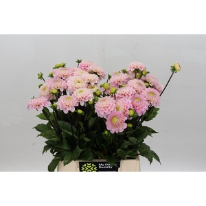 Dahlia Wizard of Oz