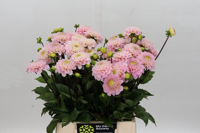 Dahlia Wizard of Oz
