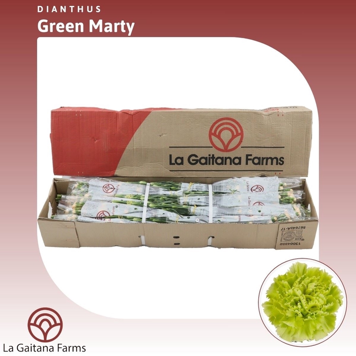 <h4>Dianthus St Green Marty</h4>