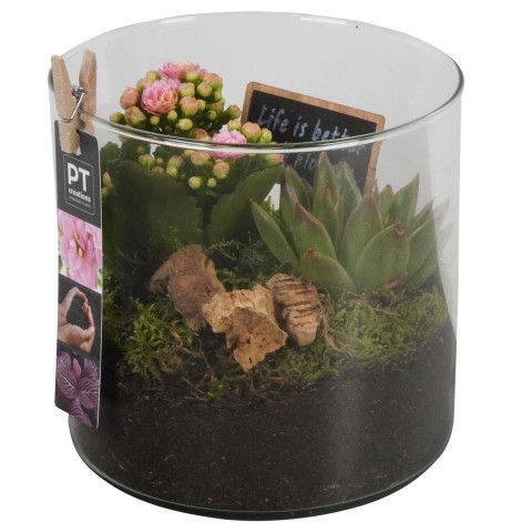 <h4>PTIG6867 Arrangementen kamerplanten</h4>