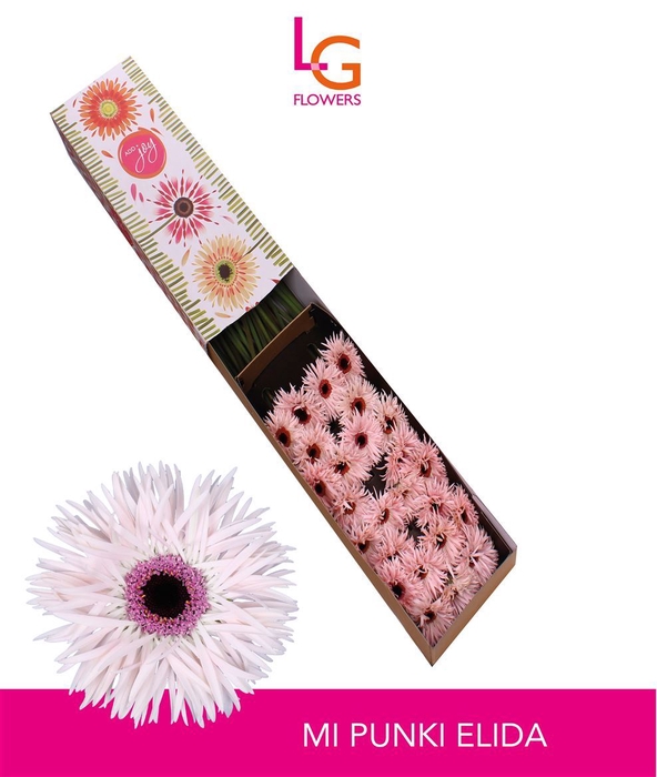 <h4>Gerbera mini Punki Elida</h4>