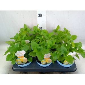 Melissa officinalis