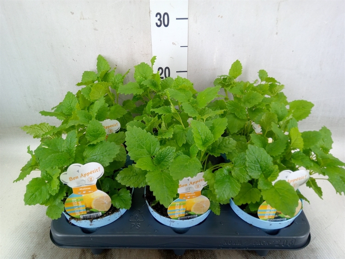 <h4>Melissa officinalis</h4>