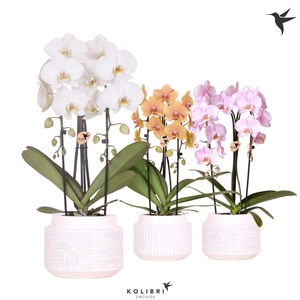 Kolibri Orchids Cascade Niagara Fall mix 2 spike in Maze pot white