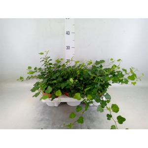 Hedera helix 'Wonder'