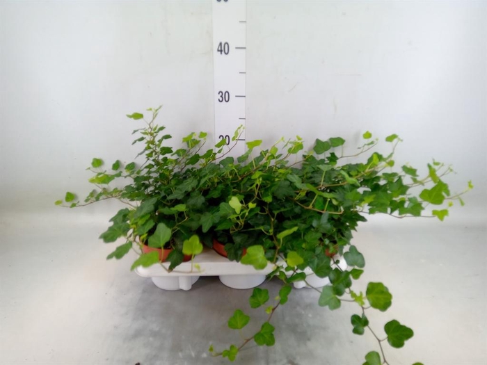 <h4>Hedera helix 'Wonder'</h4>