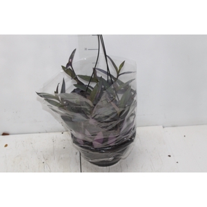TRADESCANTIA PALLIDA C21