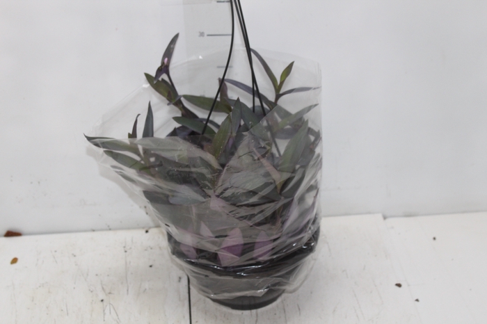 TRADESCANTIA PALLIDA C21