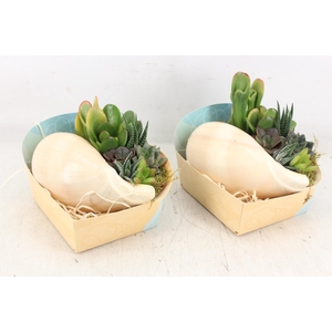 arr3 AD - Melo Diadema XL