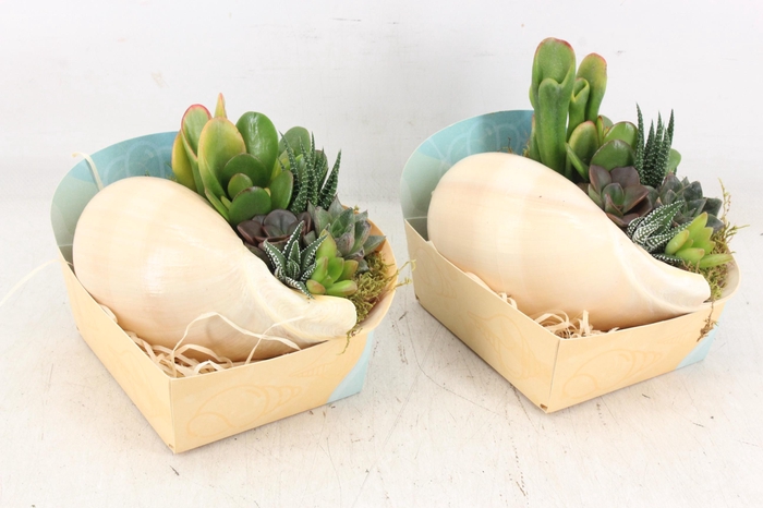 <h4>arr3 AD - Melo Diadema XL</h4>