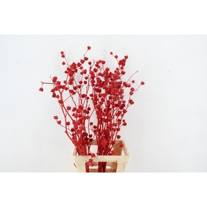 DF Lavatera Bs Red 120g