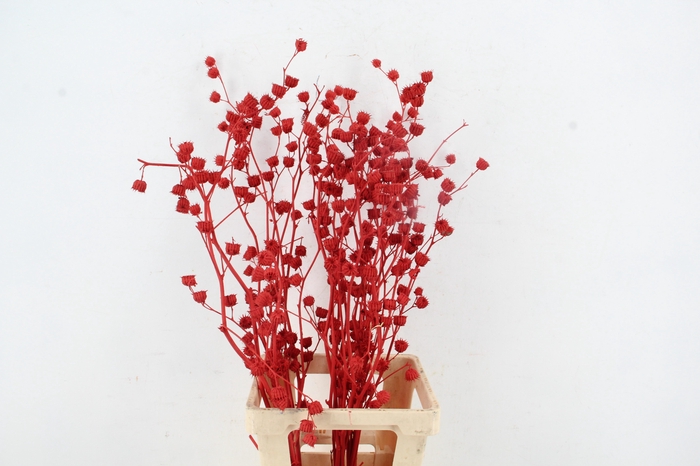 <h4>DF Lavatera Bs Red 120g</h4>