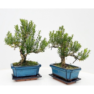 Buxus harlandii, 15 cm shape, with driptray