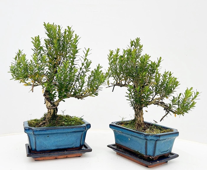 <h4>Buxus harlandii, 15 cm shape, with driptray</h4>