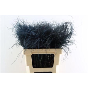 Dried Stypha Penata Black(10 Toef) Bunch