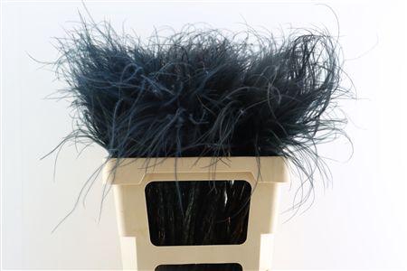 <h4>Dried Stypha Penata Black(10 Toef) Bunch</h4>