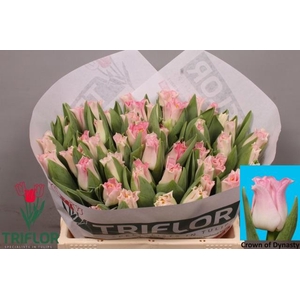 TU CO CROWN  DYNASTY