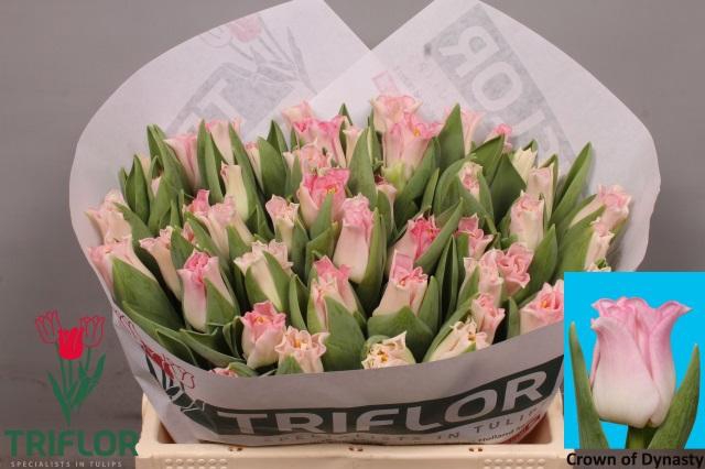 <h4>TU CO CROWN DYNASTY</h4>