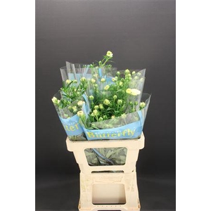 Ran Butterfly Ariadne 60cm