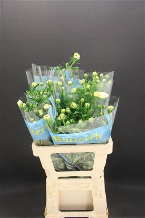 <h4>Ran Butterfly Ariadne 60cm</h4>