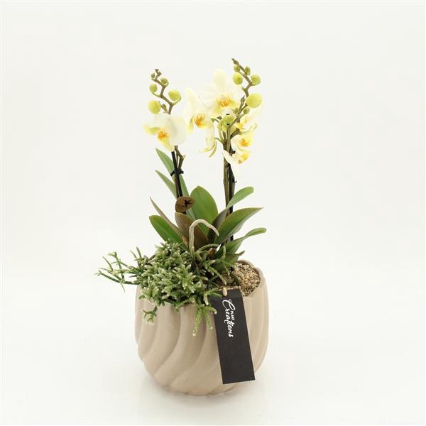 <h4>Arrangementen Phalaenopsis mt H%</h4>