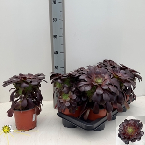 AEONIUM AB VELOURS