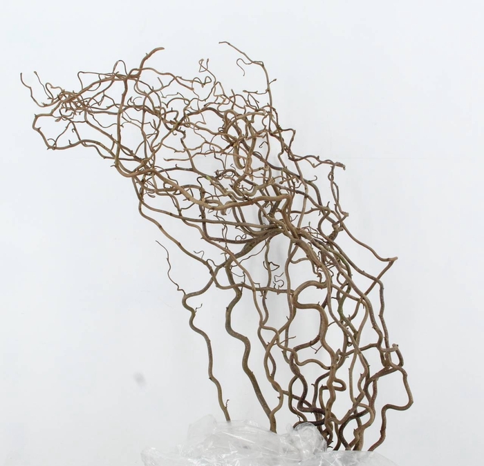 <h4>CORYLUS AV CONTORTA 2 JARIG</h4>