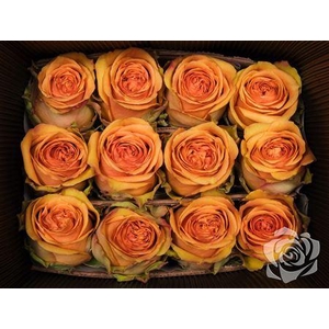 R Gr Tropical Versilia