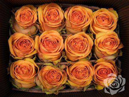 <h4>R Gr Tropical Versilia</h4>