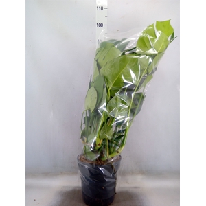 Monstera delic.