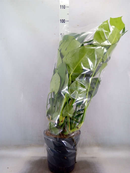 <h4>Monstera delic.</h4>