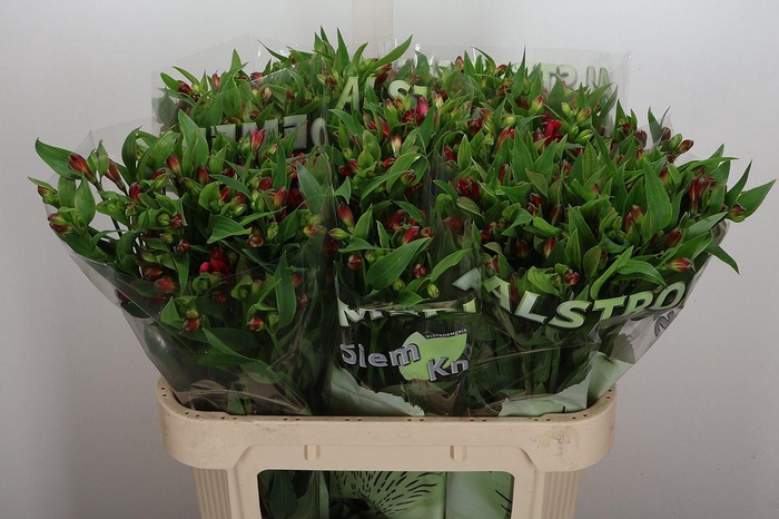 <h4>Alst Fl Sangria</h4>