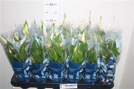 <h4>Spath Chopin 5+</h4>