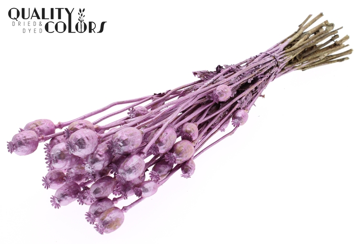 <h4>Papaver per bunch Metallic Pink</h4>