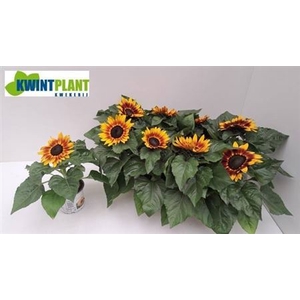 Helianthus annuus 'Tiger Eye'