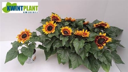 <h4>Helianthus annuus 'Tiger Eye'</h4>