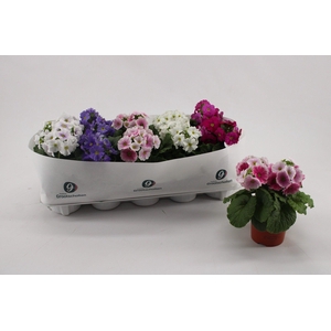 Primula Obconica Mix