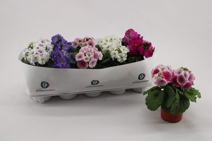 <h4>Primula Obconica Mix</h4>