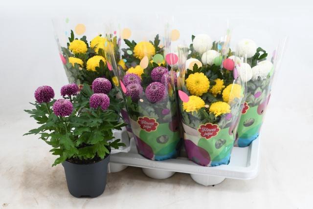 <h4>CHRYS FP GEM</h4>